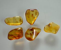 Bernstein Amber   5x top Unikate zum Sammeln     interessant