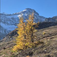 Profile image of pinard1