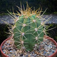 Trichocereus Terscheckii - Argentinischer Saguaro Kaktus