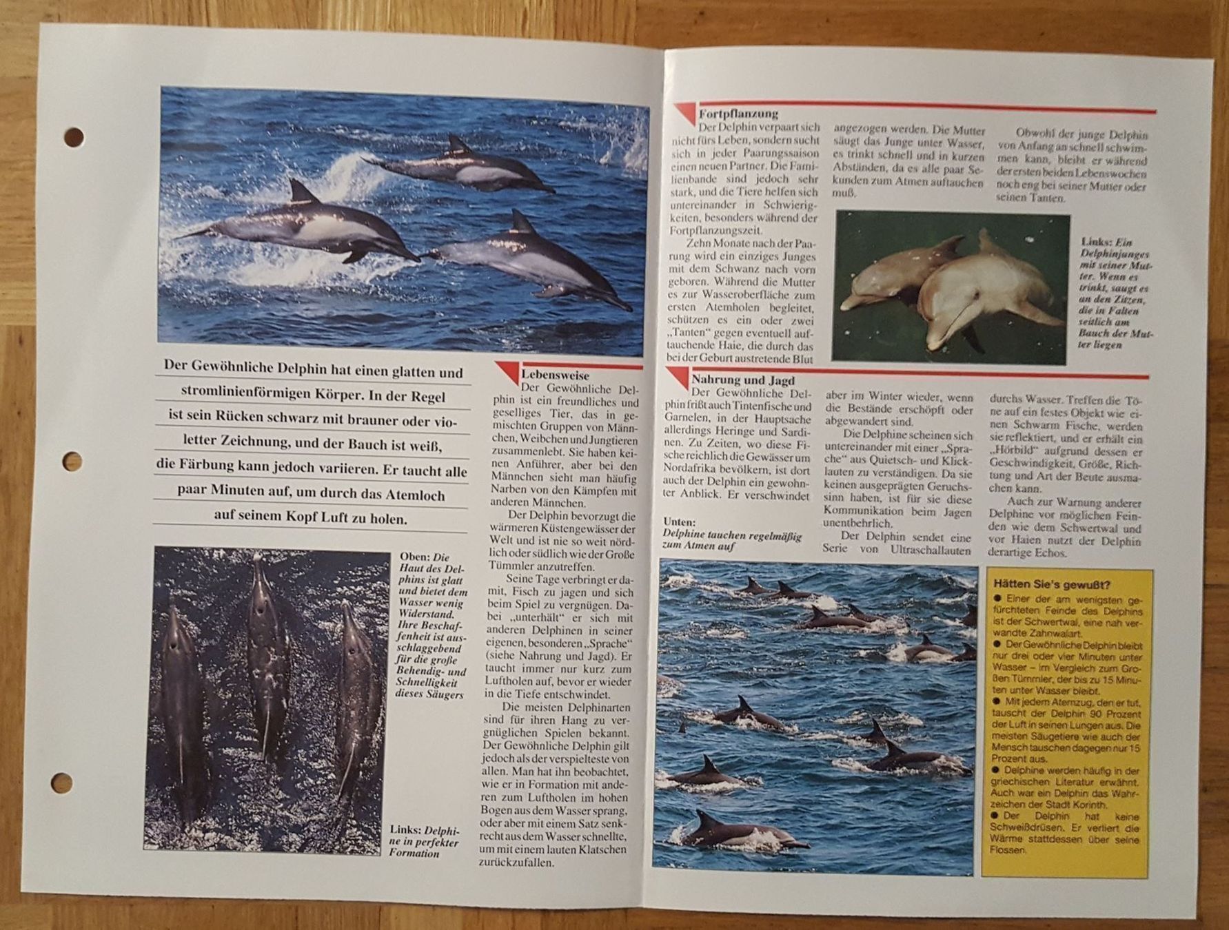 Cartoline: 4 alte Tierkarten – Usato da Melchnau venduto da Fishel