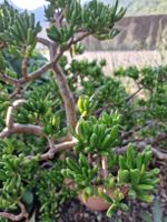 Grosse Crassula ovata 'Gollum' Jadebaum inkl Terrakotta Topf