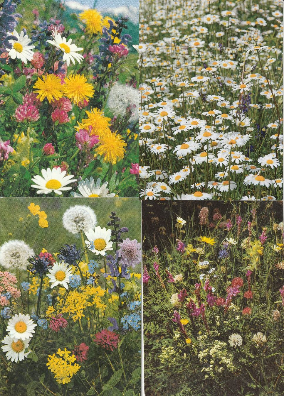 Cartoline postali: 40 Schöne Blummenkarten – Usato da Lumbrein venduto da made02 1