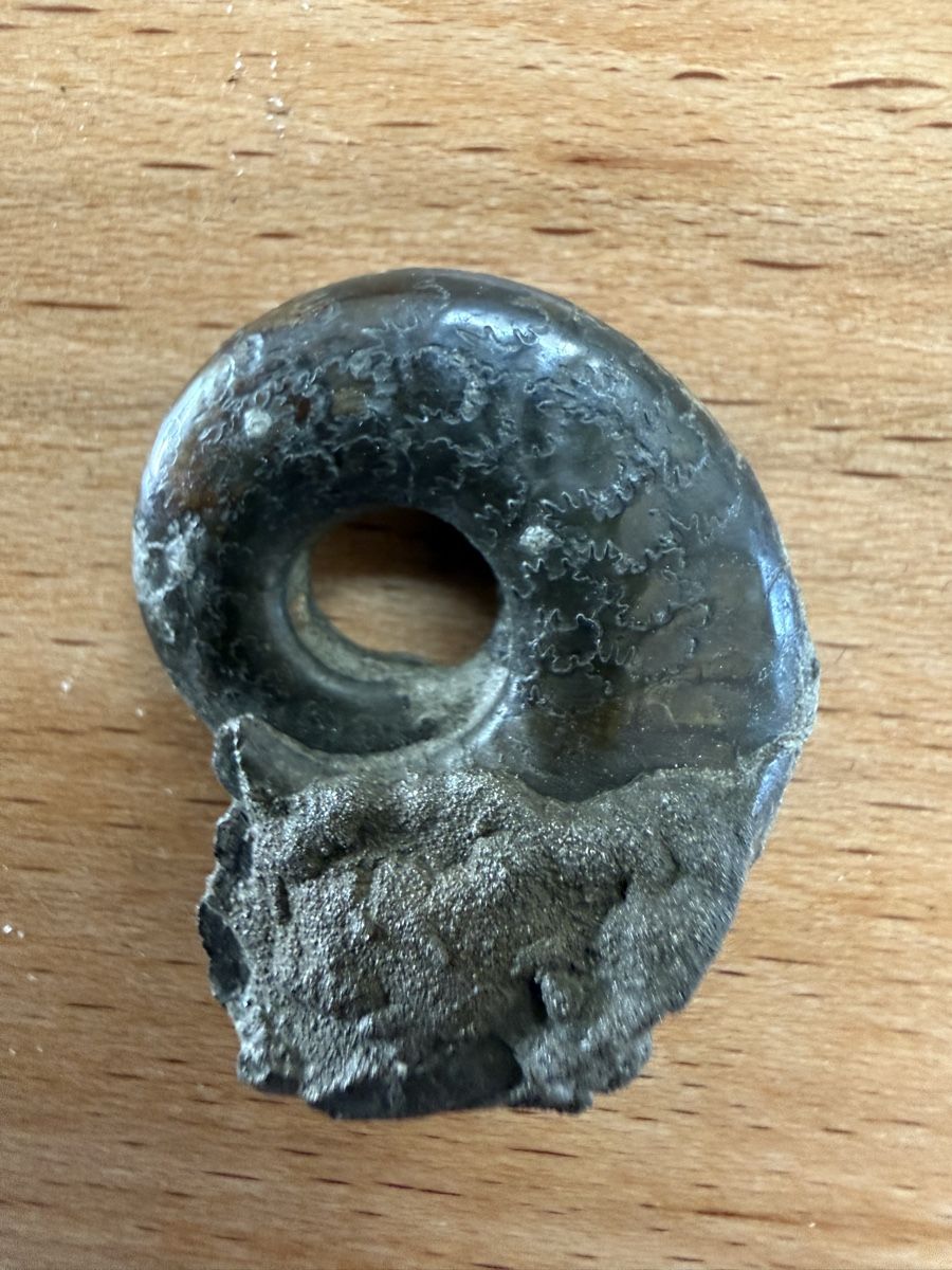 Fossili: Pyritisieter Ammonit – Usato da Grenchen venduto da Bastet007 4