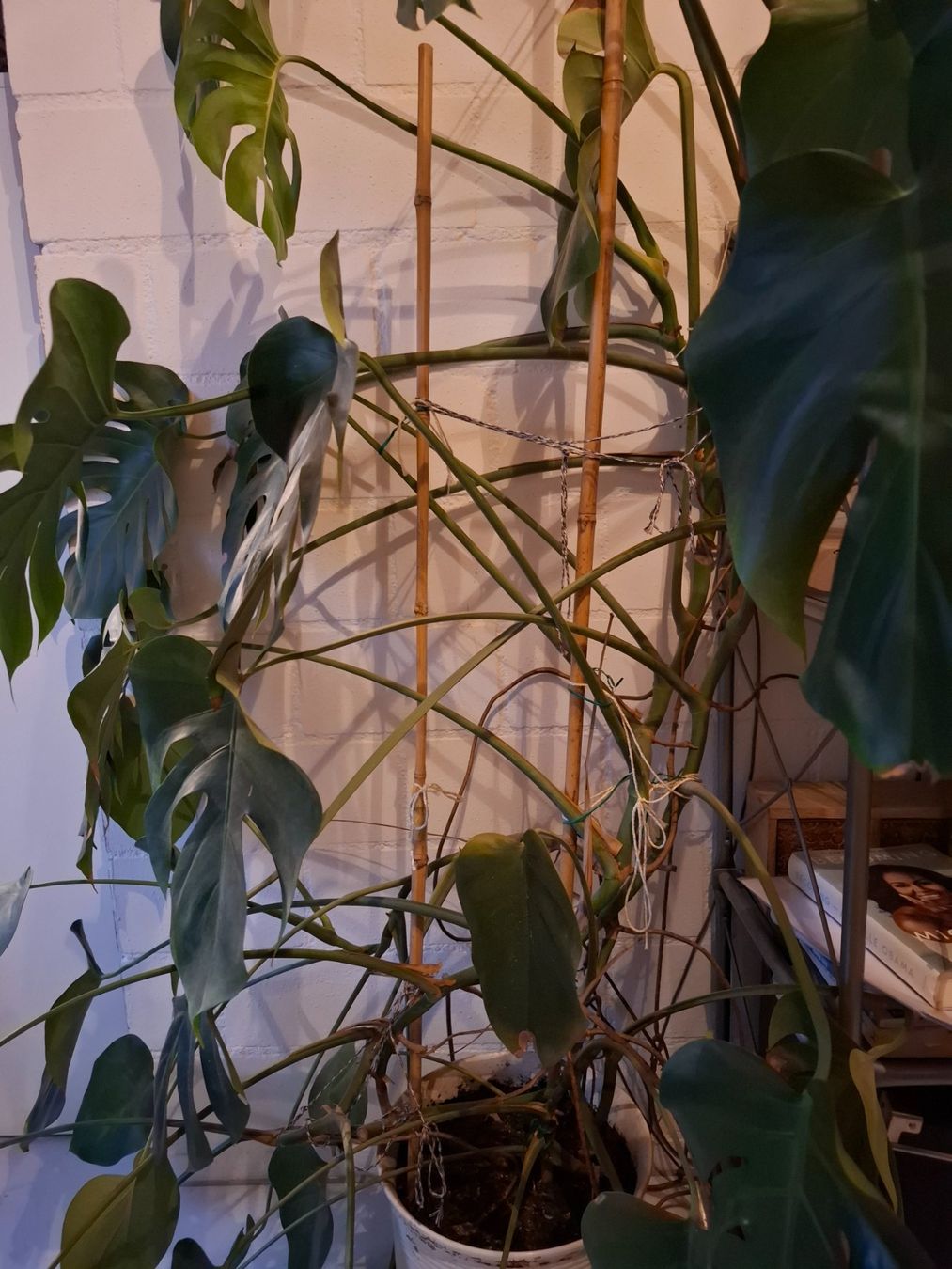 Piante & sementi: Monstera Pflanze – Usato da Mettmenstetten venduto da xxx14 3