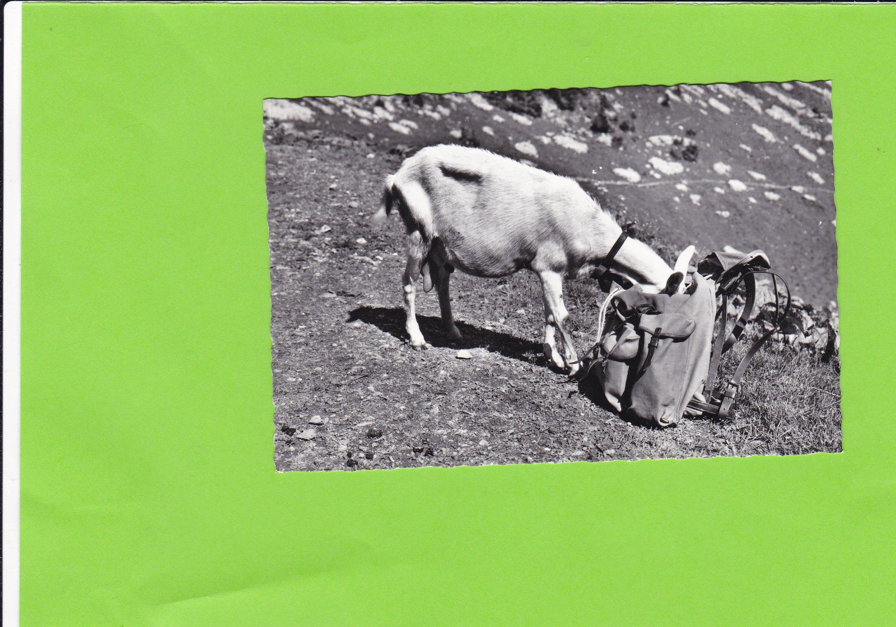 Cartoline postali: Ziege Rucksack---En Gruyère – Usato da St. Peterzell venduto da neckertal