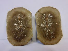 Versteinerte Pflanze Fossil SCHACHTELHALM MAZON CREEK USA