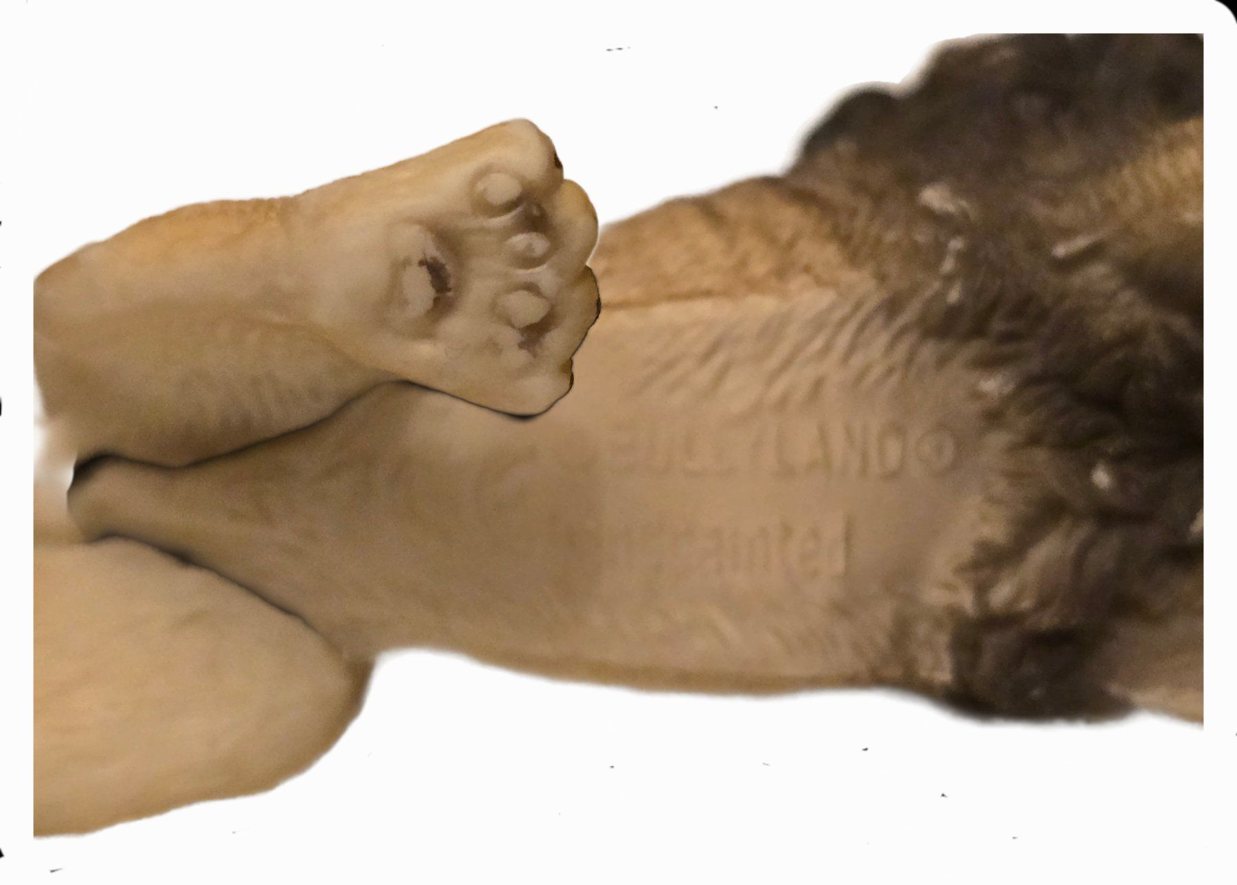 Bullyland Statuette: Bullyland Löwe – Usato da Teufenthal AG venduto da thuzsu 1