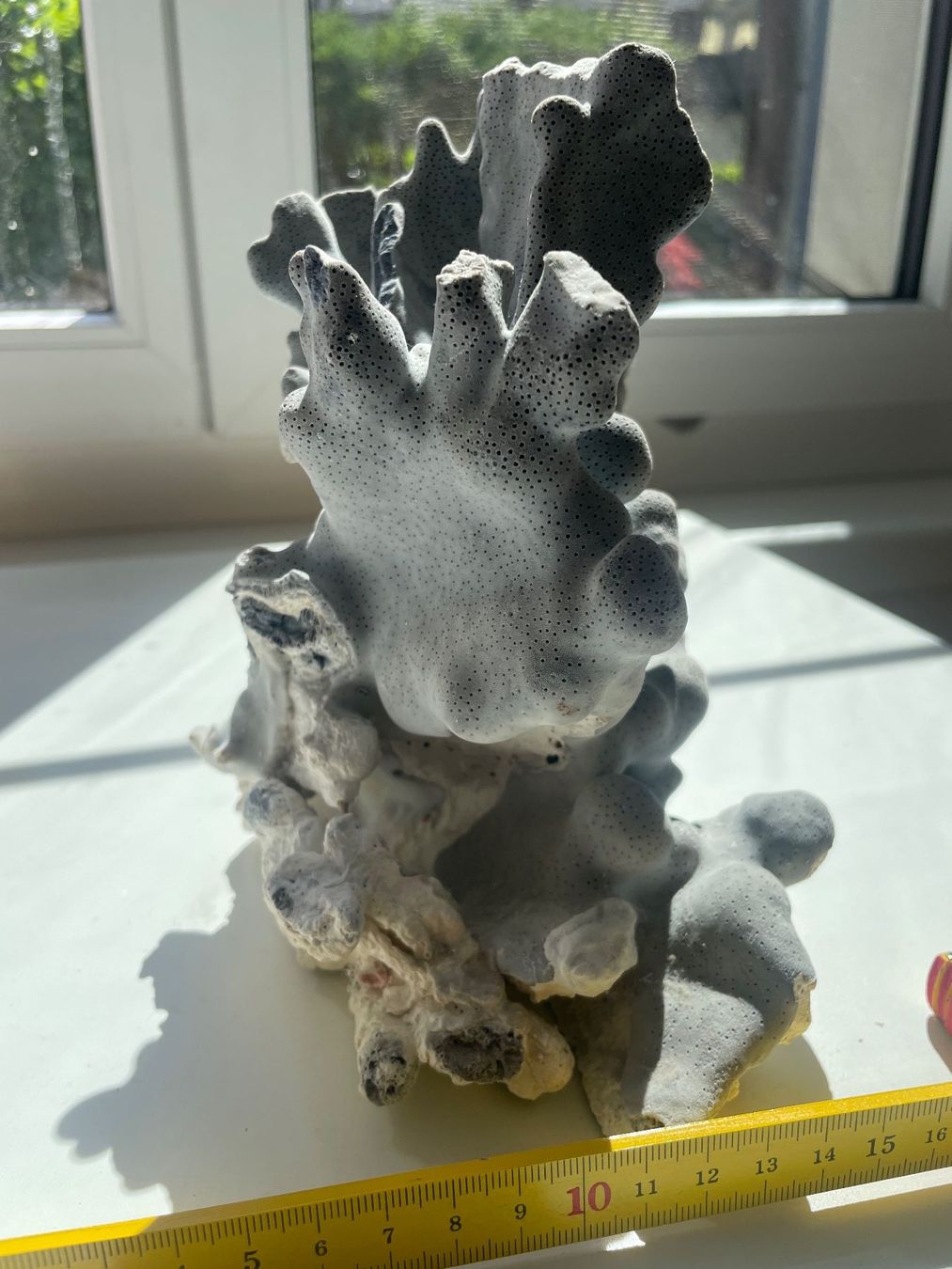 Fossili: Koralle blau – Nuovo (secondo la descrizione) da Winkel venduto da cma_df88 3