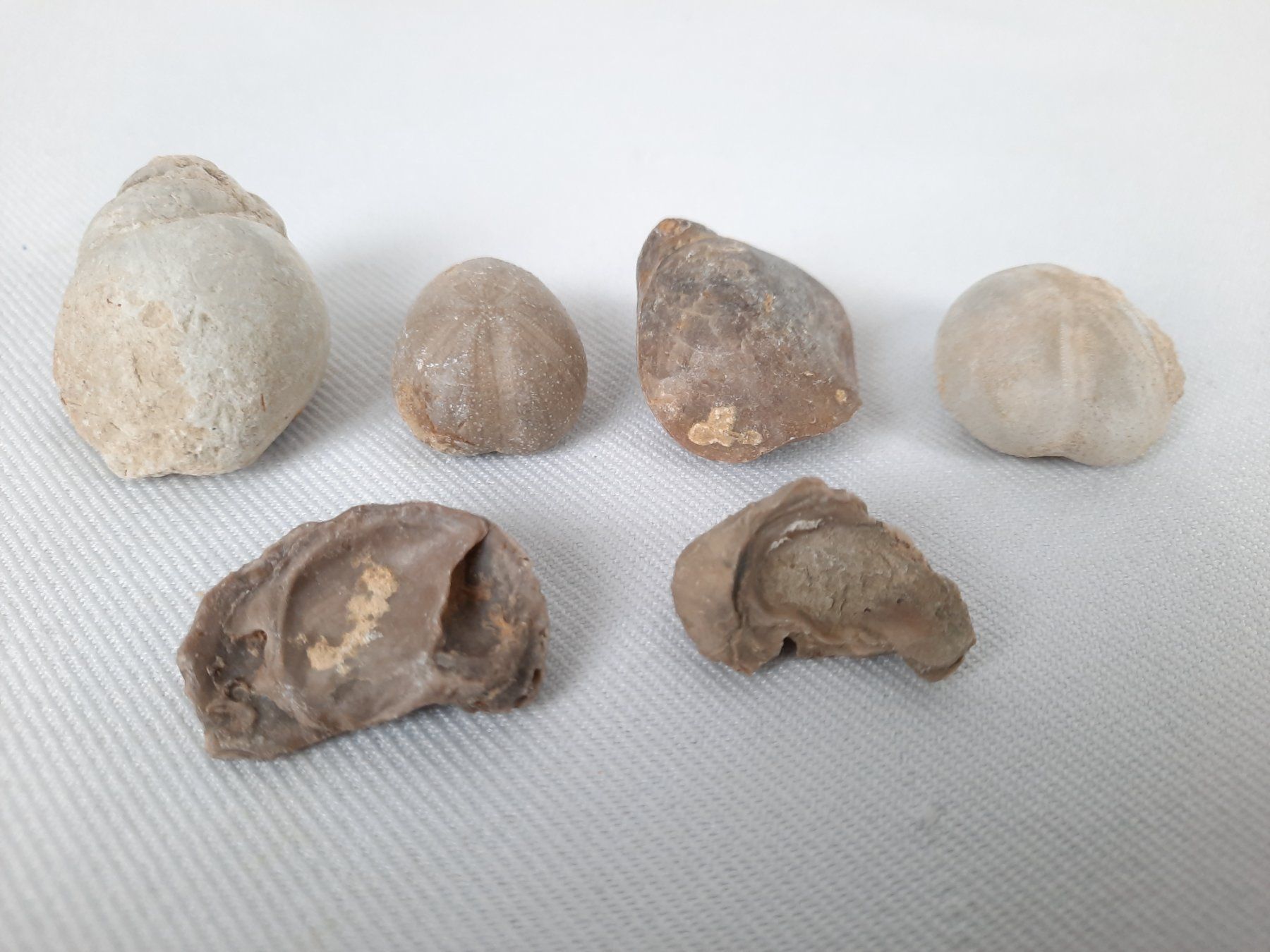 Fossilien: Fossilien – Gebraucht aus Beinwil am See von Restwert_Beinwil 1