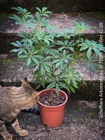 Schefflera Arboricola - 3x verzweigtes 70cm Bäumchen