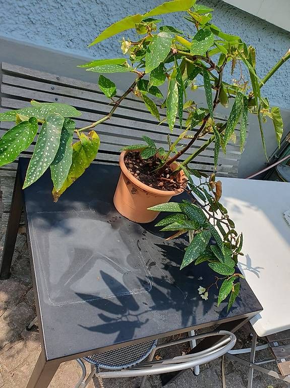 Plantes & graines: Forellenbegonie – D'occasion à Olten par stritten 4