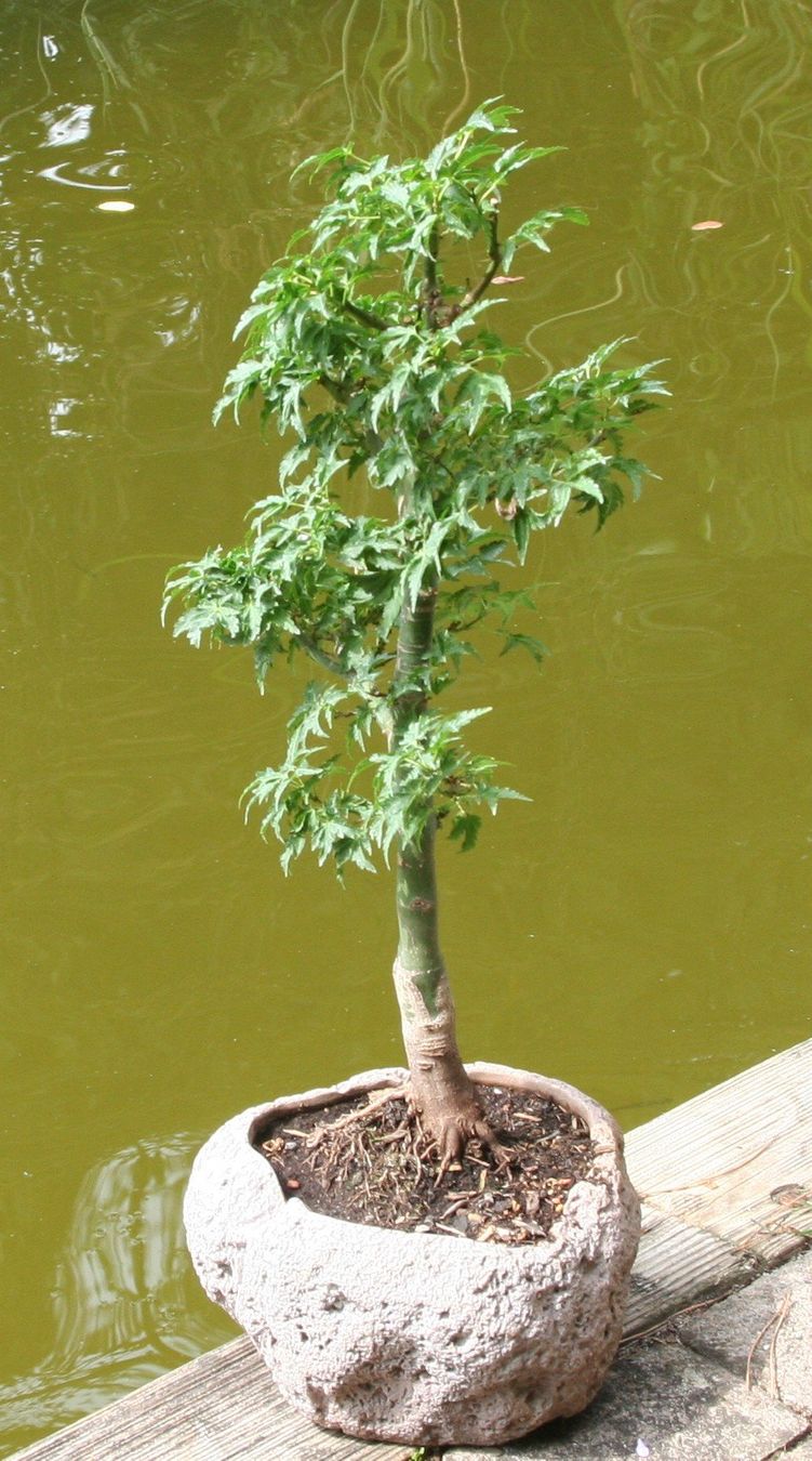 Plantes & graines: BONSAI  -  Fächerahorn "Shishigashira" – Neuf (Voir description) à Gretzenbach par Sikim 1