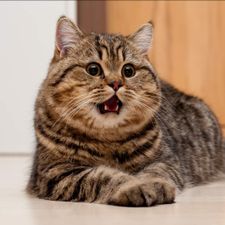 Profile image of iknowsecret