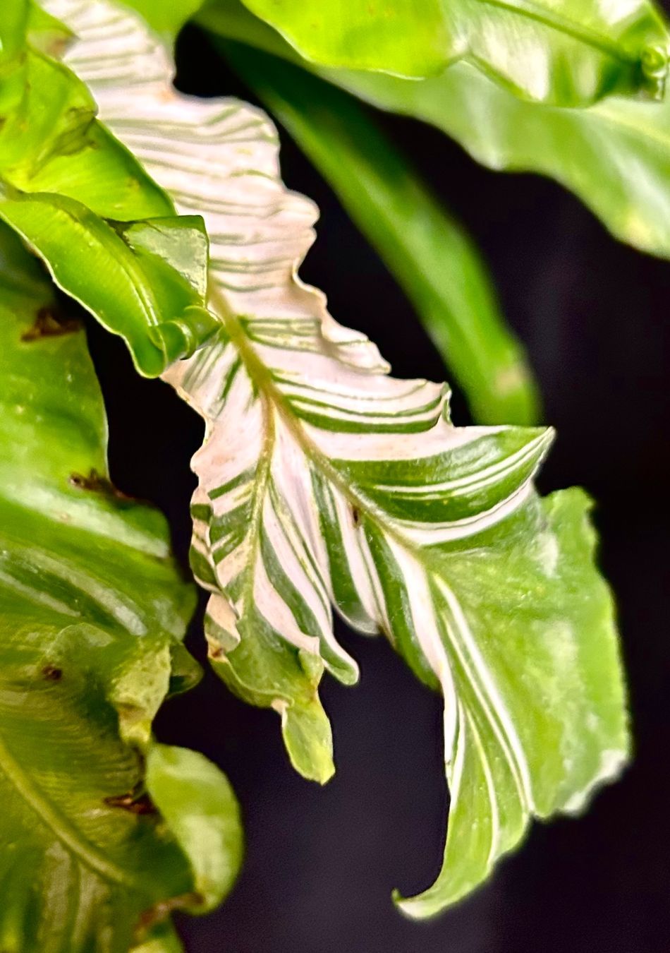 Pflanzen & Samen: 💚 ASPLENIUM AUSTRALASICUM VARIEGATA /AUSTRALISCHER NESTFARN – Gebraucht aus Giubiasco von Green_Soul 4