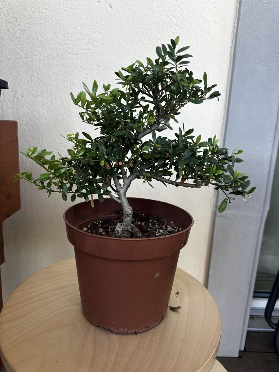 Plantes & graines: 7-jähriger Buchsbaum Bonsai – D'occasion à Wohlen AG par tim2026