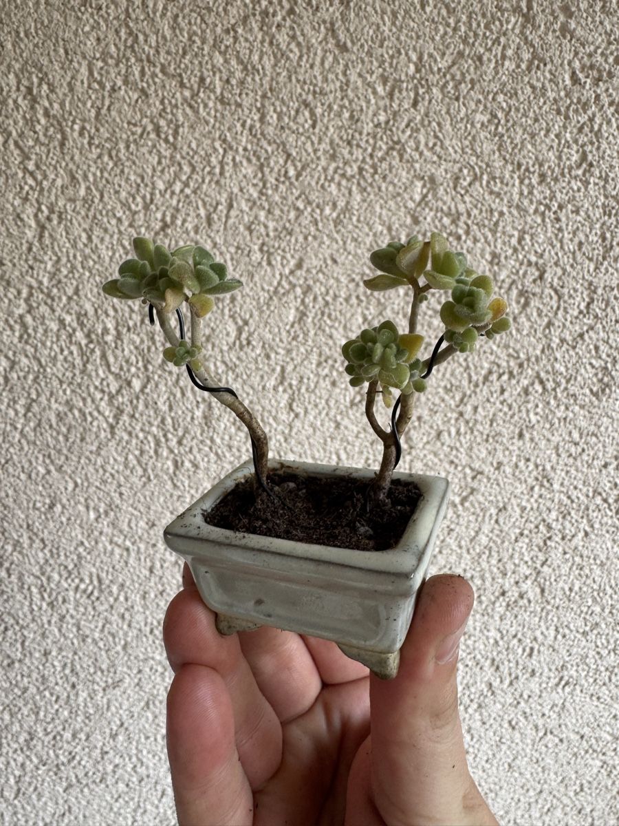 Piante & sementi: Micro Sukkulenten Bonsai – Usato da Rümlang venduto da Gruseh.ch 3