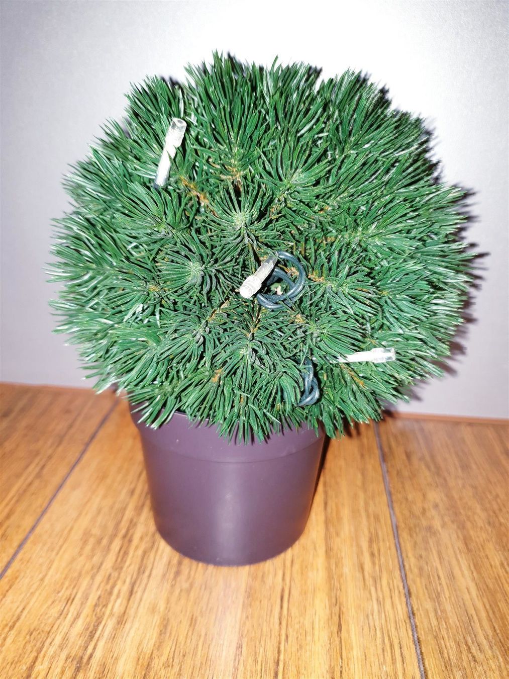 Migros Alle Dekorationen: Kugelbäumchen mit kleinen Lichtern - Migros – Gebraucht aus Buchrain von regenblume3 1