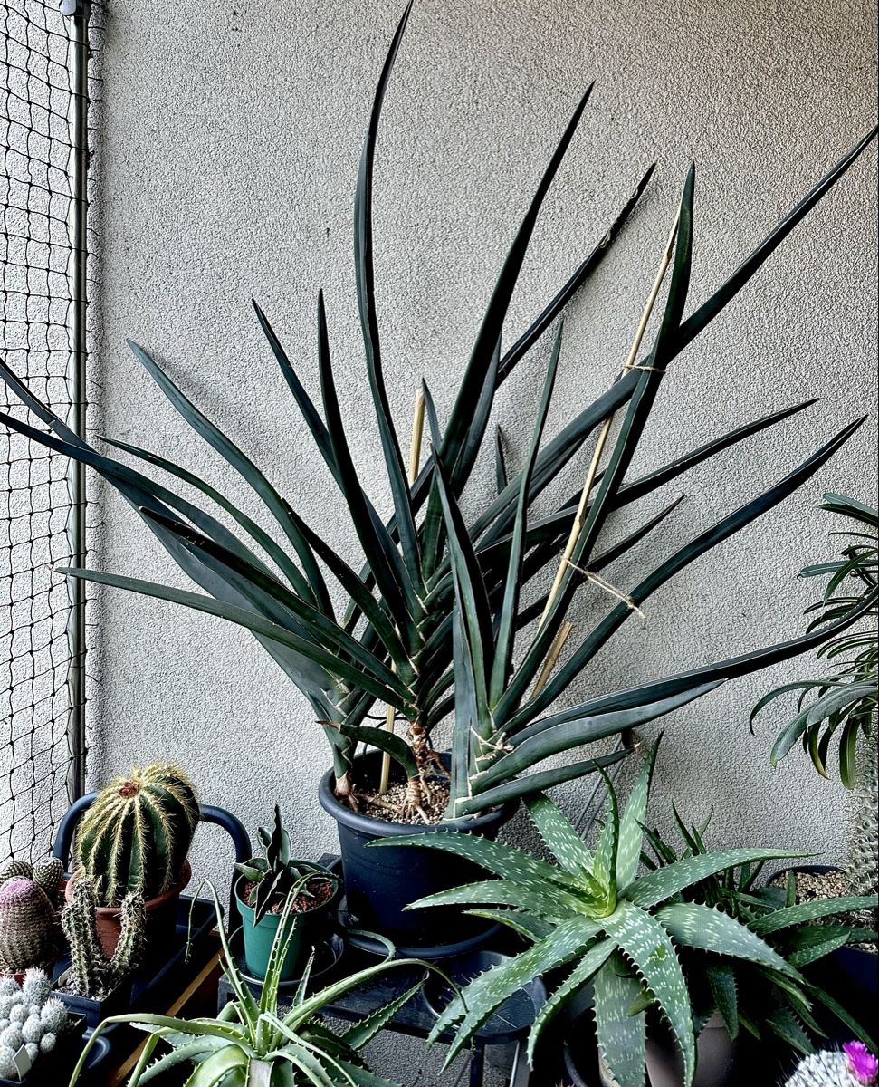Pflanzen & Samen: Fächer-Sansevieria – Gebraucht aus Möhlin von thysania 1