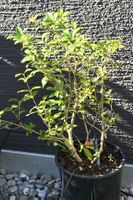 Osmanthe de Burkwood (Osmanthus × burkwoodii), 50cm mit Topf