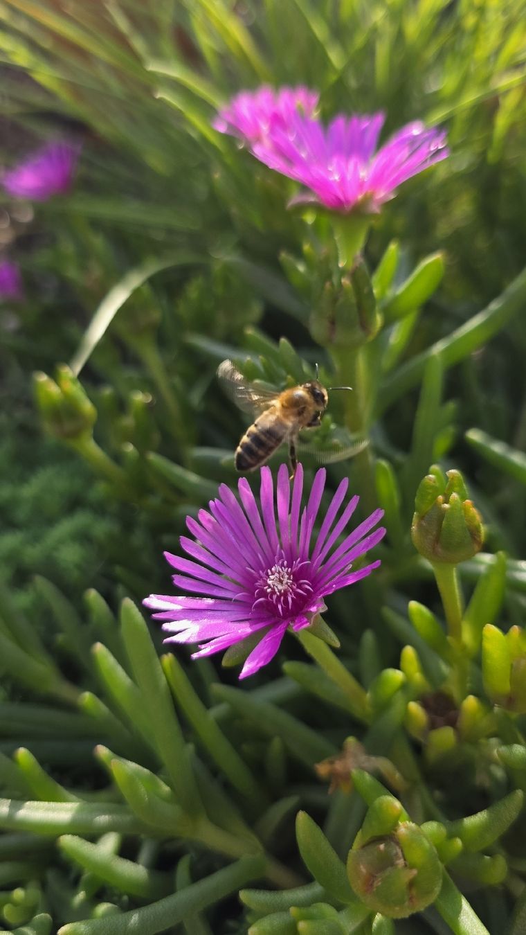 Piante & sementi: Delosperma cooperi Pink; winterhart – Nuovo (secondo la descrizione) da Zürich venduto da The_Plant_Wizard