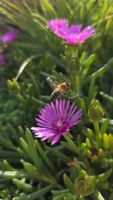 Delosperma cooperi Pink; winterhart