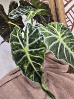 Alocasia Amazonica Aurea Rhizom Nr. 1