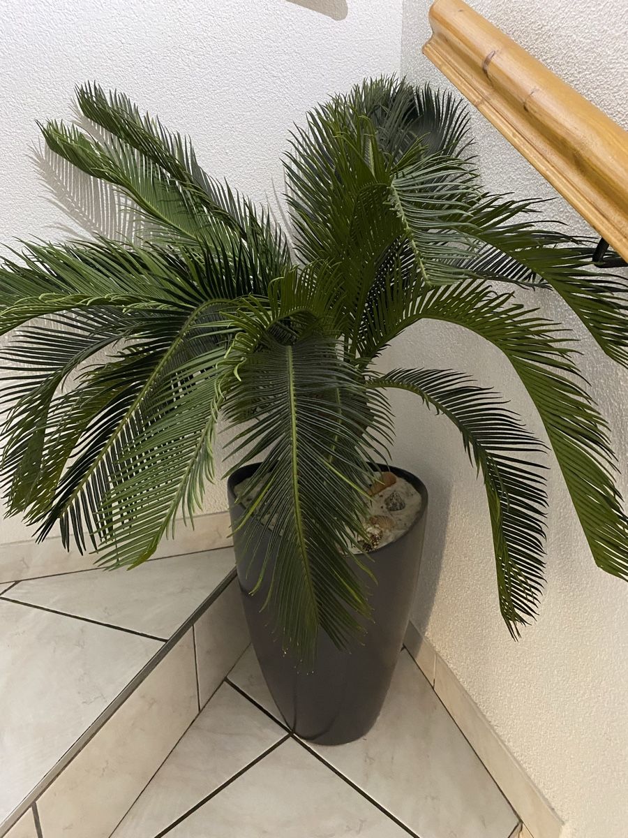 Tutte le decorazioni: Künstliche Zimmerpflanze mit Übertopf – Usato da Lausen venduto da san_mc8j