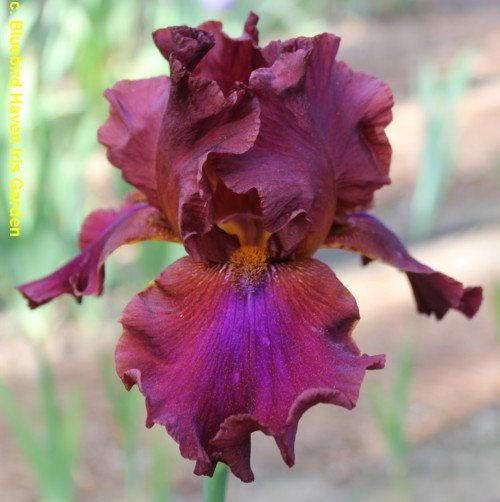 Piante & sementi: Iris Germanica Fan Flare – Nuovo (secondo la descrizione) da Roggwil venduto da Samonlinetrade