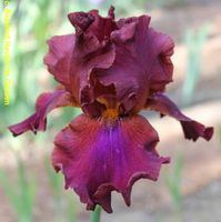Iris Germanica Fan Flare