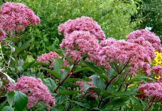 Pflanzen & Samen: Wasserdost - Eupatorium cannabinum - 350 Samen – Neu und originalverpackt aus Sumiswald von Cham14558
