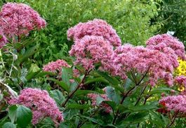 Wasserdost - Eupatorium cannabinum - 350 Samen