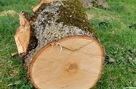 Lindenholz Baumstam