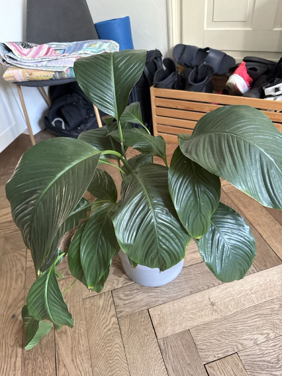 Pflanzen & Samen: Zimmerpflanze 75 cm – Gebraucht aus St. Gallen von tob_5j2g 1