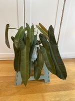 Philodendron atabapoense (Rarität)