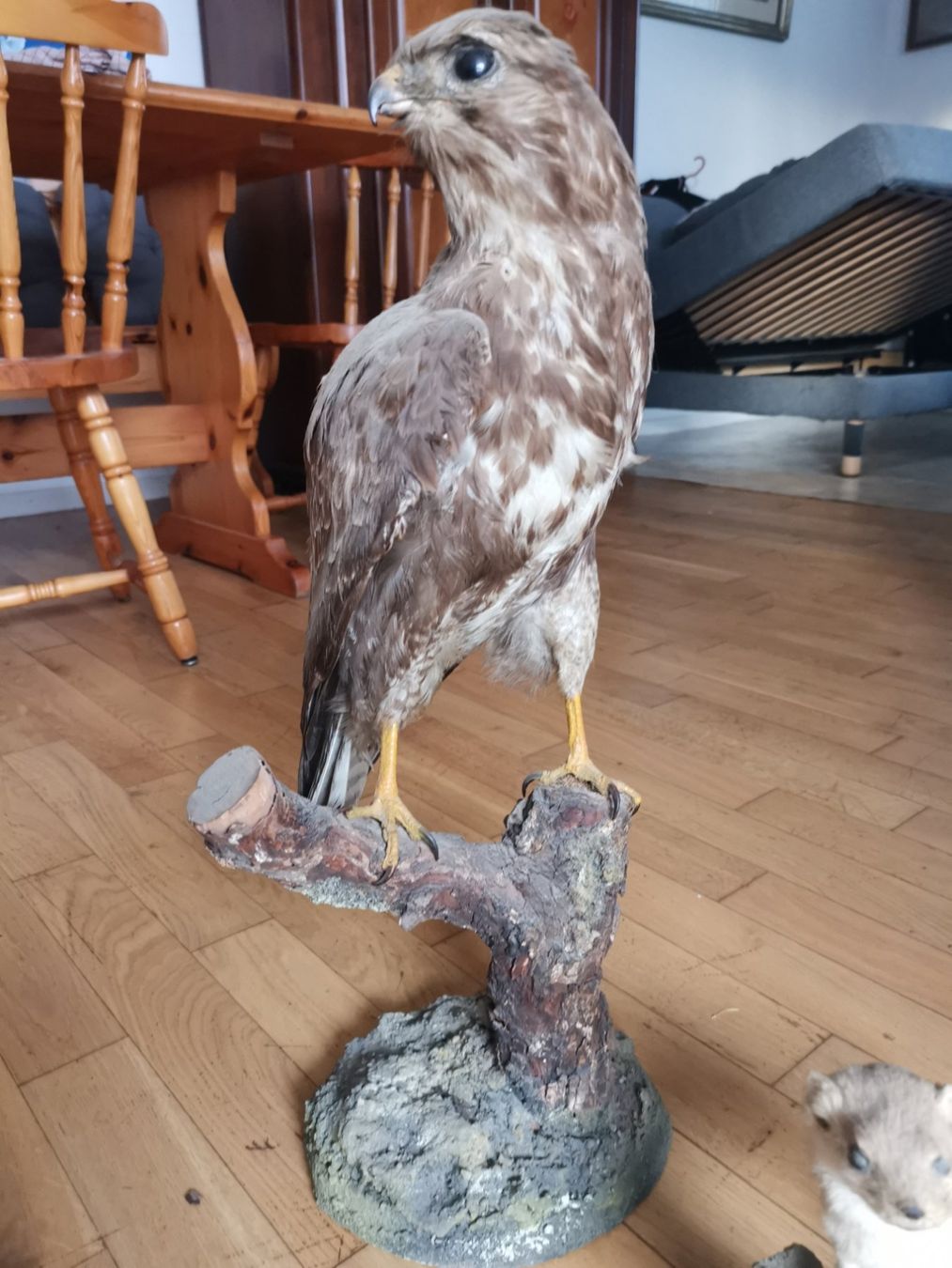 Il mondo degli animali: Tier Präparat Mäusebussard – Usato da Koppigen venduto da mic_v7ms