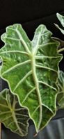 🤩Alocasia Amazonica Tricolore Rhizom 