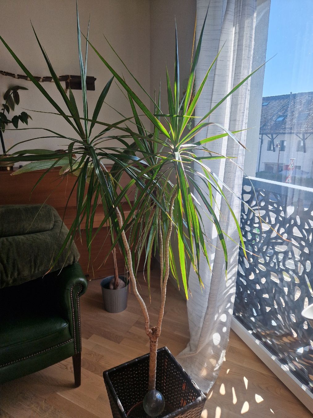 Pflanzen & Samen: Palmier et son cache-pot  – Neu (gemäss Beschreibung) aus Denges von elo_2zgb 1