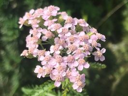 SCHAFGARBE - YARROW GREATER - ACHILLEA DISTANS - ROSA