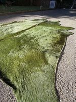 Peau de vache uruguayenne verte |Green Uruguayan cowhide rug