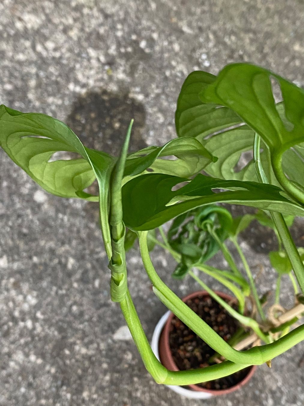 monstera keimling Monstera Deliciosa Variegata  Foliage Dreams