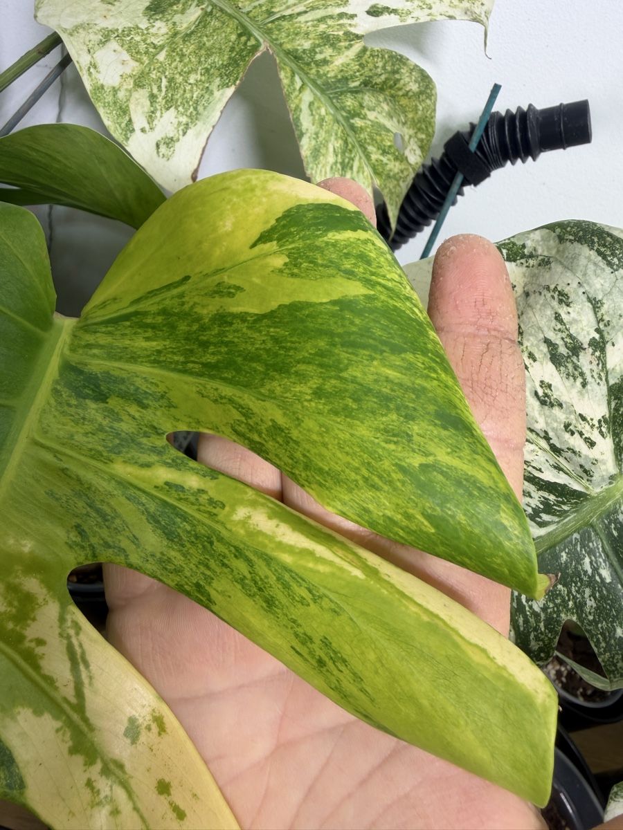 Piante & sementi: Monstera Green on Green TRICOLOR – Usato da Losone venduto da Dan_Monroe 2