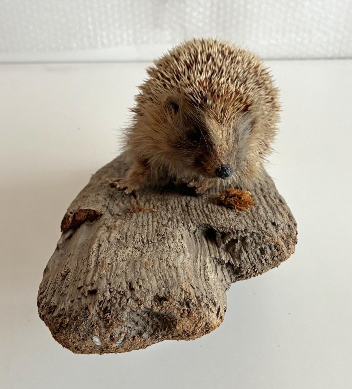 Il mondo degli animali: Herziger Igel – Usato da Bäretswil venduto da robsonantik 1