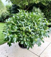 Skimmia weiss dekorative Topfpflanze