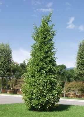 Pflanzen & Samen: Fächerblattbaum - Ginkgo biloba - 2 Pflanzen – Neu und originalverpackt aus Sumiswald von Cham14558 2