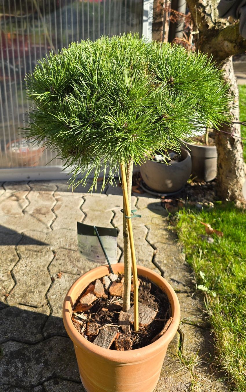 Piante & sementi: Pinus densiflora Low Glow – Nuovo (secondo la descrizione) da Aarburg venduto da popkorn65 5