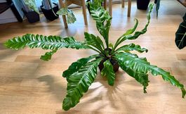 Nestfarn (Asplenium), 100cm breit, Selbstbewässerer