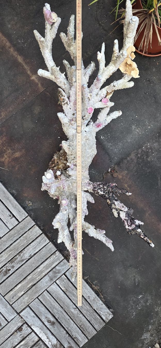 Tutte le decorazioni: Riffaufbau Meerwasser – Usato da Degersheim venduto da gadmer01 2