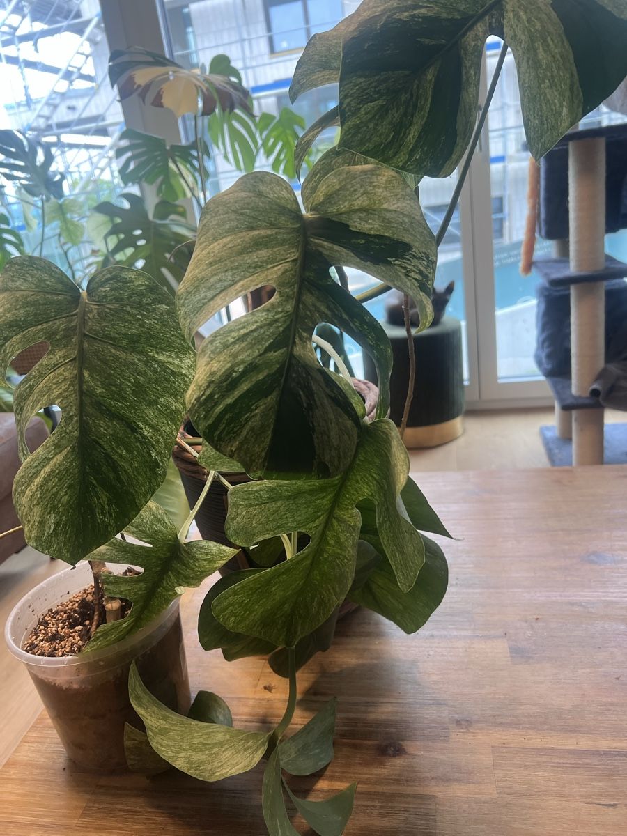 Pflanzen & Samen: Monstera Jungle mint – Gebraucht aus Meilen von THE_SWISS_PLANTS 4