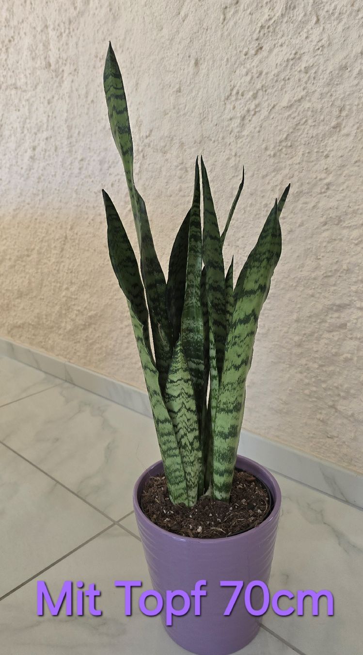 Piante & sementi: Bogenhanf, Sansevieria mit Topf – Nuovo (secondo la descrizione) da Aarburg venduto da Glitzerschein 2