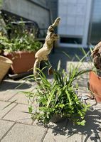 Schattenpflanzen in der Schale 